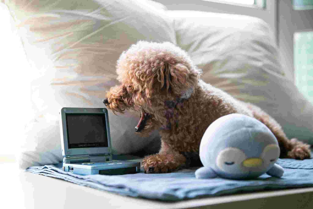 Dog with laptop and toy symbolizing customer trust and engagement online